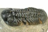 Prone Reedops Trilobite - Atchana, Morocco #311149-1